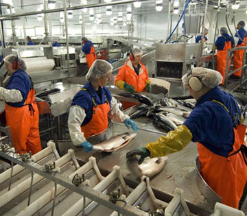 Fish processing plants, New Bedford MA, AC DC  motor replacement & repair, generators, pumps, forklift motors, conveyors, exhaust fans